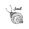 Doodle style fun lacy snail, monochrome animal on white. Element for coloring book page design