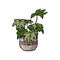 Doodle style home plant. Plant with large leaves. Ornamental houseplant in a pot. Drawn by hand. Clip art. Flowerpot