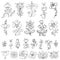Doodles hand drawn stylized flowers,buds set.Linear silhouette