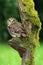 Doomster owl on polypore