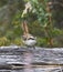 Doornstaartrayadito, Thorn-tailed Rayadito, Aphrastura spinicauda