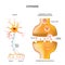 Dopamine. closeup presynaptic axon terminal, synaptic cleft, and dopamine-receiving nerve and dopamine-producing cells