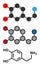 Dopamine neurotransmitter molecule. Also used as drug. Stylized 2D renderings and conventional skeletal formula.