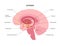 Dopamine pathway concept