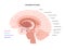 Dopamine pathway concept