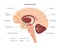 Dopamine pathway concept