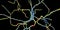 Dopaminergic neuron, computer reconstruction