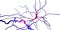 Dopaminergic neuron. Degeneration of this brain cells are responsible for development of Parkinson`s disease