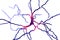 Dopaminergic neuron. Degeneration of this brain cells are responsible for development of Parkinson`s disease