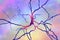 Dopaminergic neuron. Degeneration of this brain cells are responsible for development of Parkinson`s disease