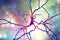 Dopaminergic neuron. Degeneration of this brain cells are responsible for development of Parkinson`s disease