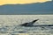 Dophin jumping at the sea during sun rise at Lovina beach