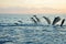 Dophin jumping at the sea during sun rise at Lovina beach