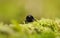 Dor beetle - Anoplotrupes stercorosus. black dung beetle