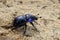 Dor beetle (Anoplotrupes stercorosus) on a light, granular sand underground in spring . Close up of a bug insect .