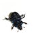 Dor beetle Anoplotrupes stercorosus underside