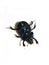Dor beetle Anoplotrupes stercorosus underside