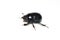 Dor beetle Anoplotrupes stercorosus on white