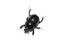 Dor beetle Anoplotrupes stercorosus on white