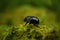 Dor beetle, Geotrupes stercorosus