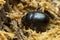 Dor beetle, Geotrupes in wood