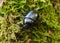 Dor Beetle on moss