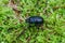 Dor beetle sitting on green moss