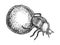 Dor bug beetle engraving vector illustration