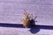Dor chafer bug crawls on wooden purple surface