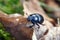 Dor crawling on dry leaves