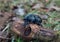 Dor, an earth-boring dung beetle