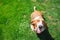 dorable basset hound in smiling face standing in green grass filed background