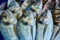 Dorada fish Sparus aurata from Mediterranean