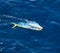 Dorado Mahi-Mahi fish hooked with fishing line