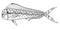 Dorado mahi mahi fish zentangle and stippled stylized vector ill