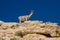 Dorcas gazelle or Ariel gazelle at desert mountains