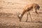 Dorcas gazelle Gazella dorcas aka Ariel gazelle, highly adapted animal to the desert conditions