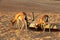 Dorcas gazelle Gazella dorcas inhabits nature desert reserve near Dubai,UAE