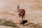 Dorcas Gazelle isolated over the savanna