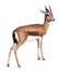 Dorcas gazelle. Isolated over white background