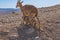 Dorcas gazelle in Zin Valley in the Negev Desert. Calves drink milk. Wildlife photo