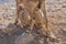 Dorcas gazelle in Zin Valley in the Negev Desert in Israel. Calves drink milk. Wildlife
