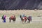 Dorchen, Tibet, China, June, 18, 2018. People with a horse  making parikrama around Kailas in Tibet