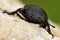 Dorcus parallelipipedus closeup photo