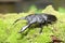 Dorcus titanus typhon stag beetle