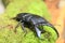 Dorcus titanus typhon stag beetle