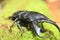 Dorcus titanus typhon stag beetle