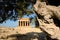 Doric temple of Concordia with olive tree