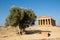 Doric temple of Concordia with olive tree