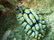 A dorid Nudibranch, Chromodoris annae. Uepi, Solomon Islands. Solomon Sea, Pacific Ocean